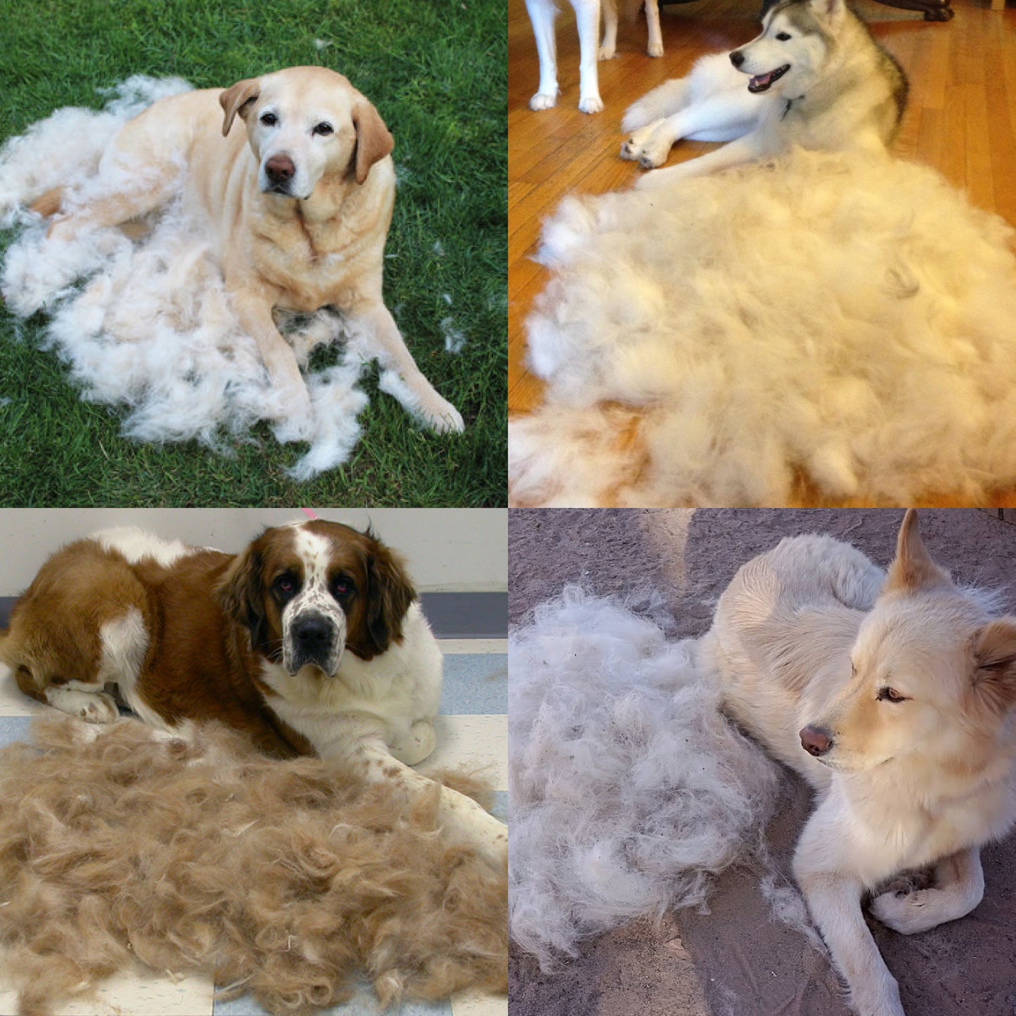 PetBrush 🐾 - Perie dublă pentru îndepărtarea părului și a pufului